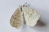 Mesotype verberata